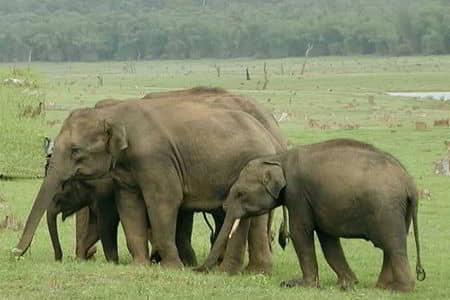 Bandipur National Park