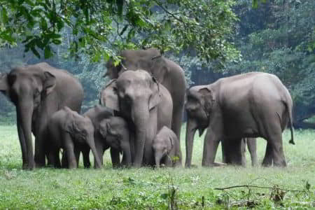 Dandeli wildlife sanctuary