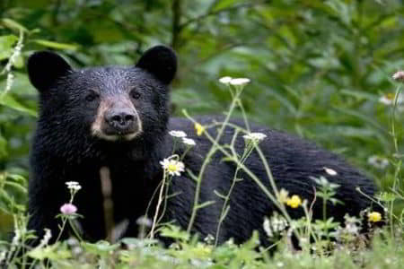 Daroji Sloth Bear sanctuary