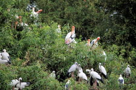 Ranganathittu Bird Sanctuary